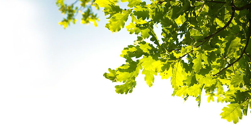 quercia nemus top