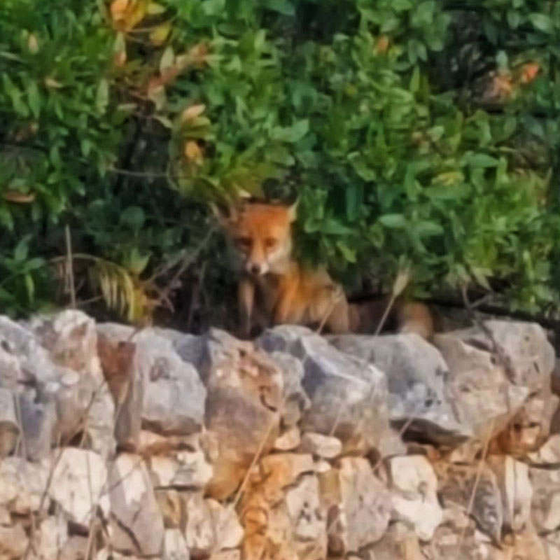 osservazione animali nemus docet